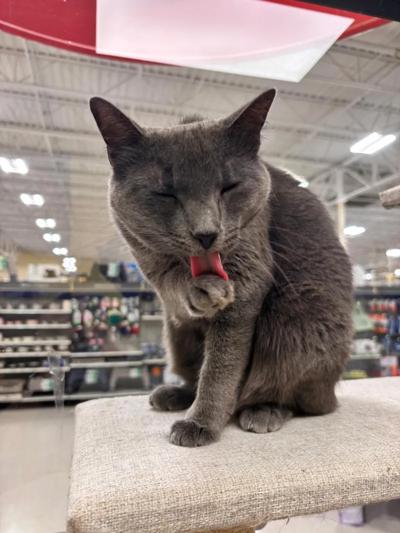 An adult medium-sized female Gray / Blue / Silver Domestic Short Hair cat named Francine for adoption in Fort Worth, TX