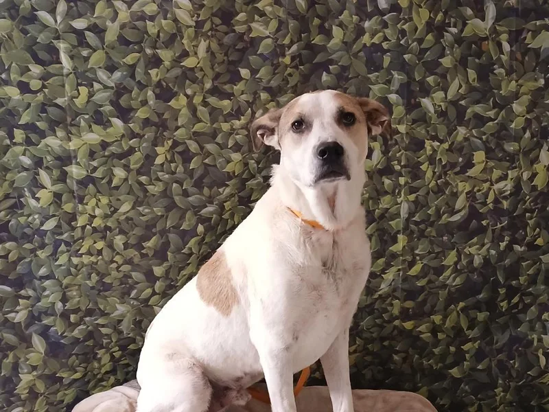 An adult large-sized male Staffordshire Bull Terrier dog named Hiro for adoption in Fort Worth, TX