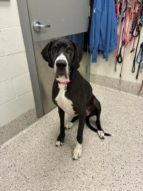 An adult large-sized female Great Dane dog named Madison for adoption in Brighton, CO