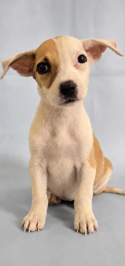 A baby large-sized female Labrador Retriever dog named Dream for adoption in Morton Grove, IL