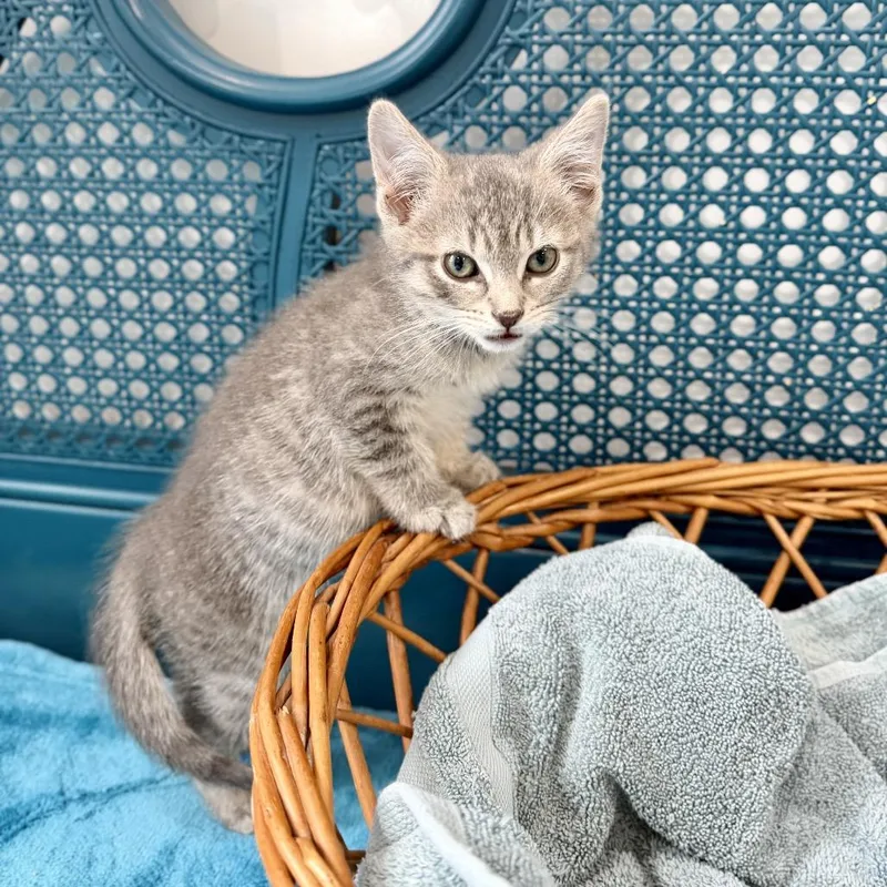 A baby small-sized female Gray / Blue / Silver Domestic Short Hair cat named Buoy for adoption in Middle Village, NY