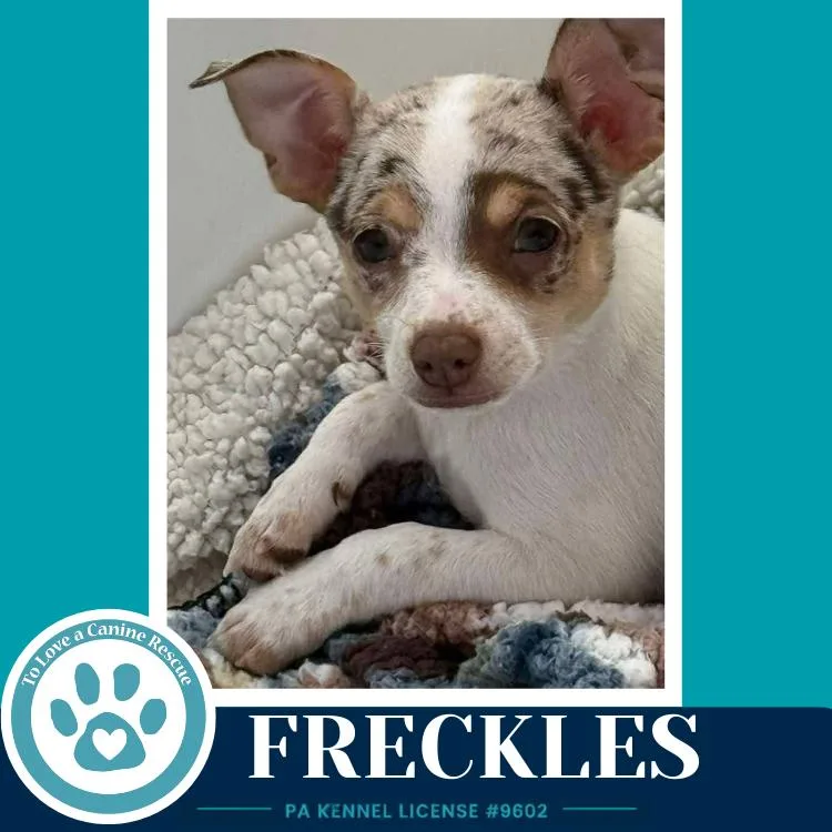 A young small-sized male Chihuahua dog named Freckles for adoption in Kimberton, PA