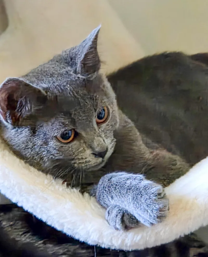 A baby medium-sized female Domestic Short Hair cat named Ophelia for adoption in Columbia, SC