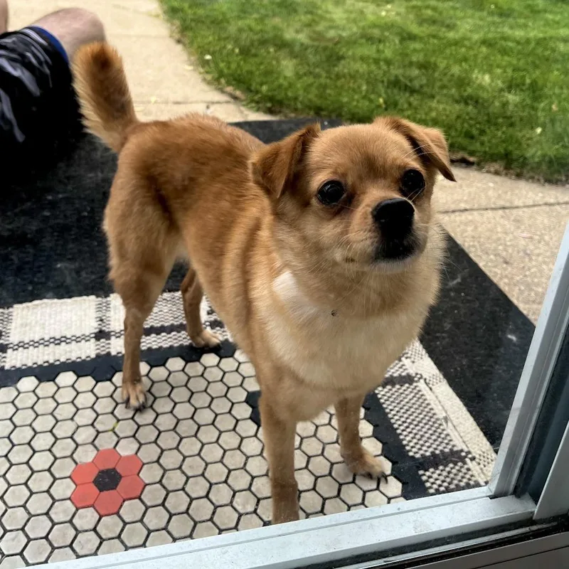 A senior small-sized female Yellow / Tan / Blond / Fawn Chihuahua dog named Bliss D for adoption in Minnetonka, MN