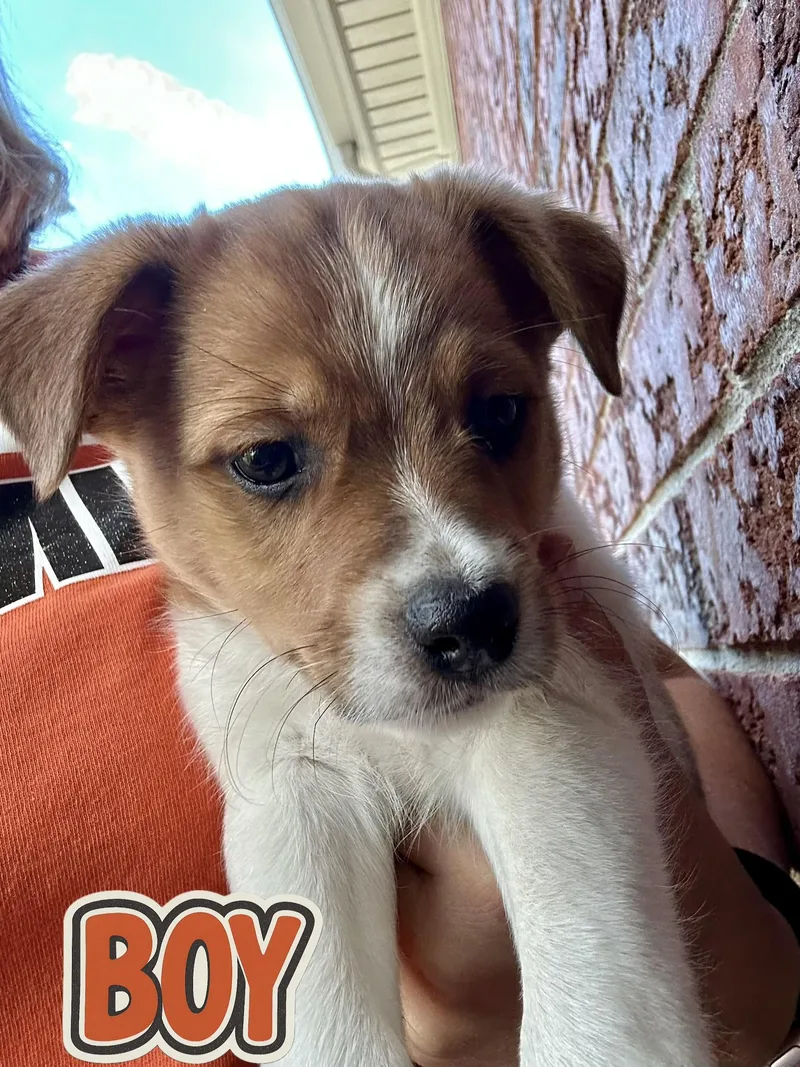 A baby small-sized female Jack Russell Terrier dog named Minnie and Mickey for adoption in Armada, MI