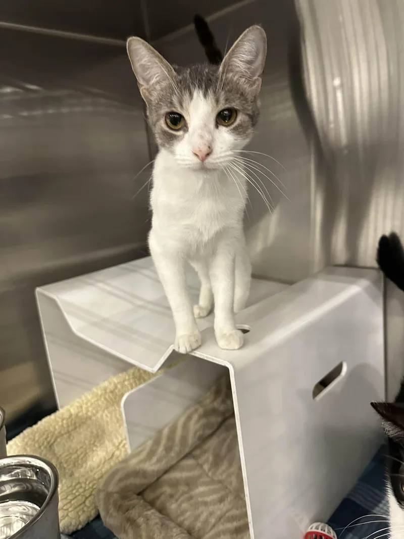 A young small-sized female Gray & White Domestic Short Hair cat named Firefly for adoption in Nashville, TN