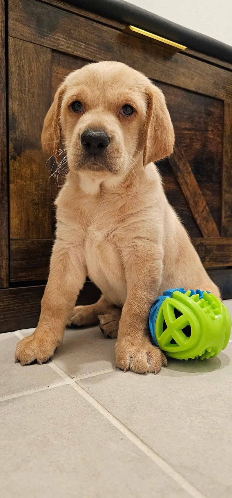 A baby medium-sized male Labrador Retriever dog named Biscuit Doodle for adoption in Valrico, FL