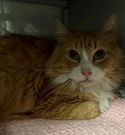 An adult small-sized male Domestic Long Hair cat named George for adoption in Phoenix, AZ