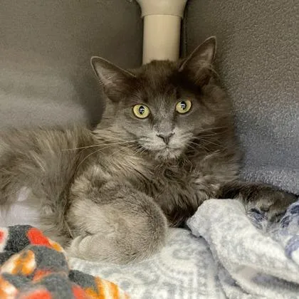 A young small-sized female Domestic Long Hair cat named Giselle for adoption in Wheaton, IL