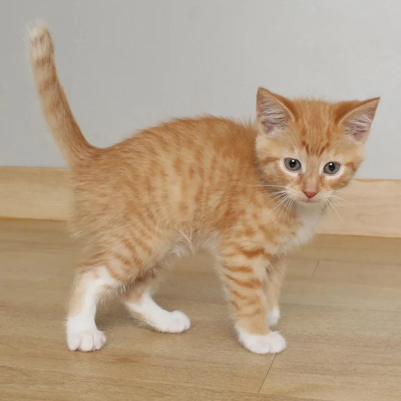 A baby small-sized male Orange / Red Domestic Short Hair cat named Curly Fries C for adoption in Minnetonka, MN