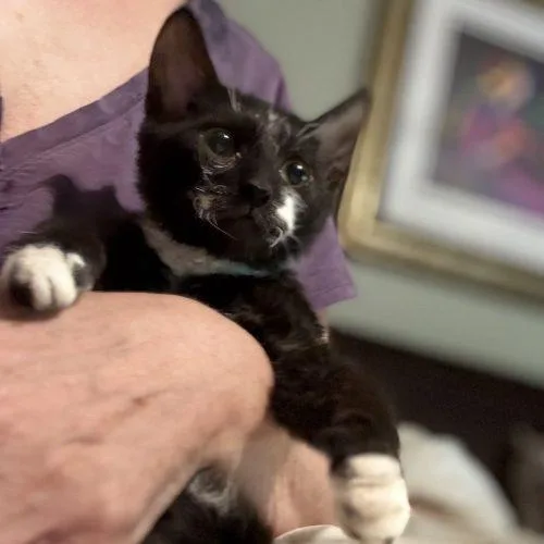 A baby small-sized male Tuxedo cat named Cyclone for adoption in Knoxville, TN