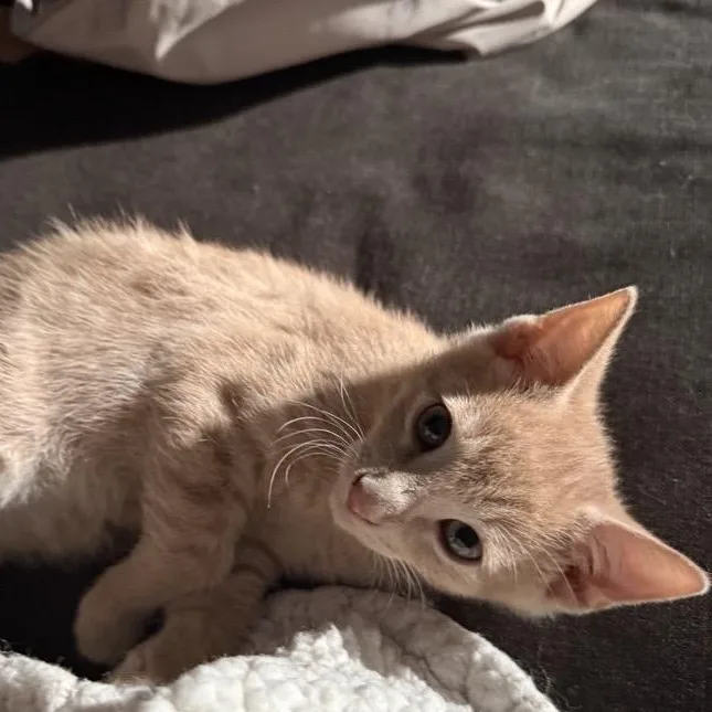 Nacho thumbnail 2