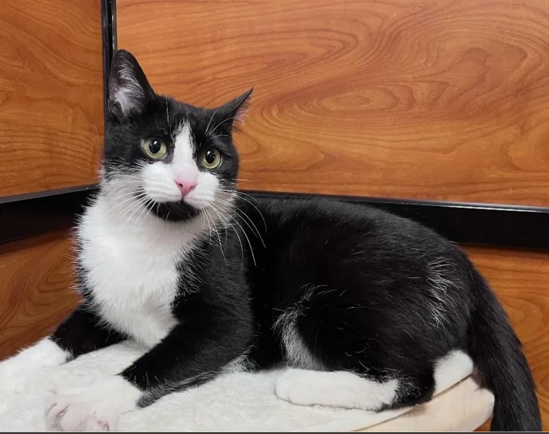A young medium-sized female Black & White / Tuxedo Domestic Short Hair cat named Marie for adoption in Long Beach, NY