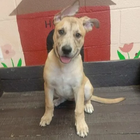 A baby small-sized female German Shepherd Dog dog named Blondie for adoption in Hawthorne, CA