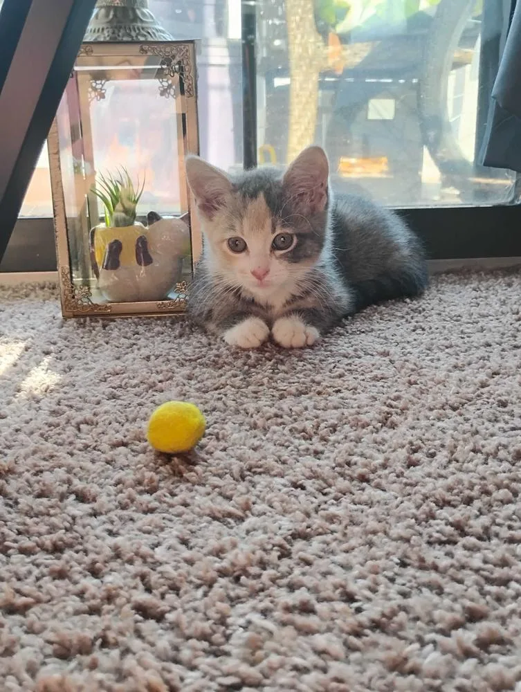 Cat Cafe Lacey
