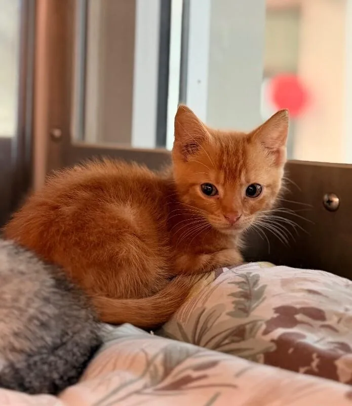 A young medium-sized male Orange / Red Domestic Short Hair cat named Damien for adoption in Disputanta, VA