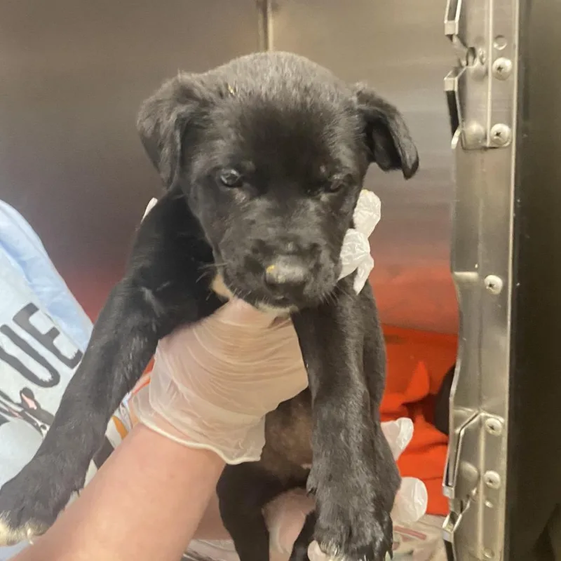 A baby small-sized female Black Shepherd dog named Sassy  U for adoption in Tupelo, MS