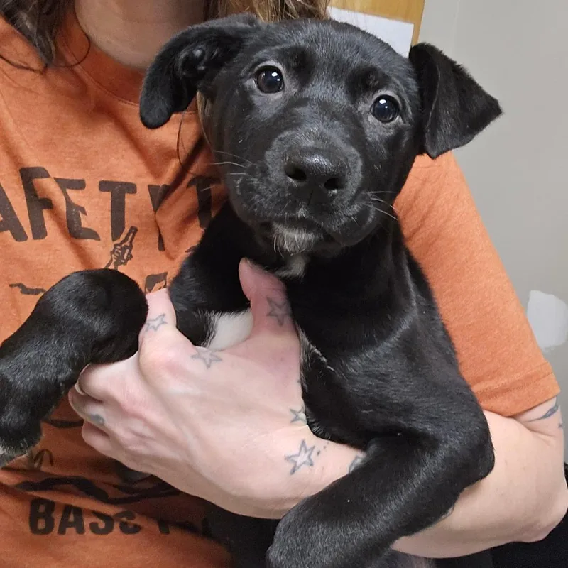 Sassy  U thumbnail 3