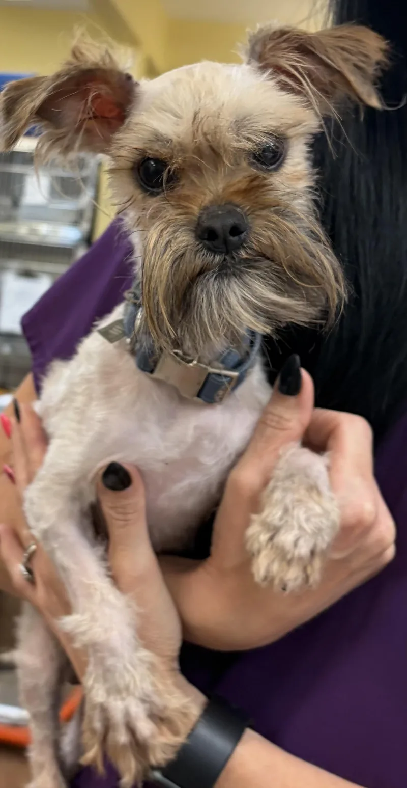 An adult small-sized male Yellow / Tan / Blond / Fawn Shih Tzu dog named Hugging for adoption in Waldorf, MD