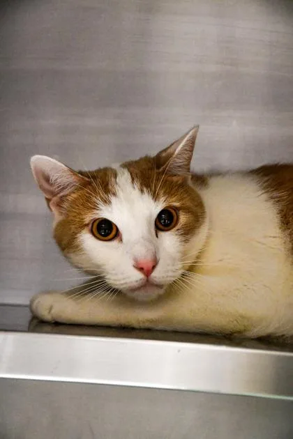 An adult small-sized male Domestic Short Hair cat named Spider Man for adoption in Yakima, WA