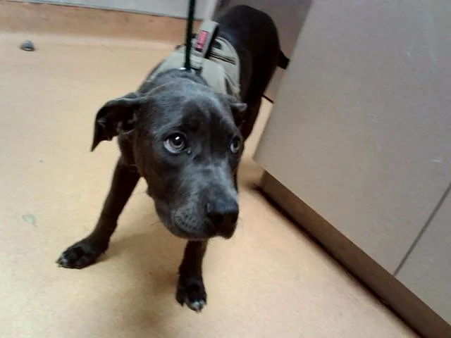 A baby medium-sized female Pit Bull Terrier dog named Beatrix for adoption in Martinez, CA