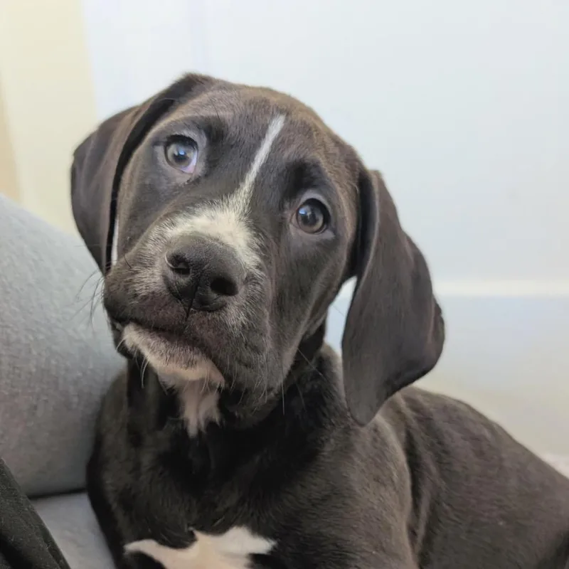 A baby large-sized male Black Mixed Breed dog named Thor for adoption in San Francisco, CA