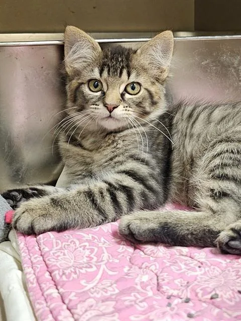A baby medium-sized female Brown / Chocolate Domestic Medium Hair cat named Chimichanga for adoption in Clyde, NC