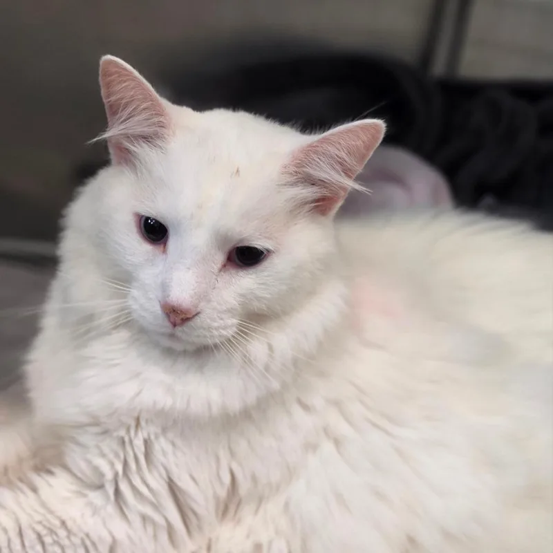 An adult large-sized male White Domestic Long Hair cat named Cosmo for adoption in Muncie, IN