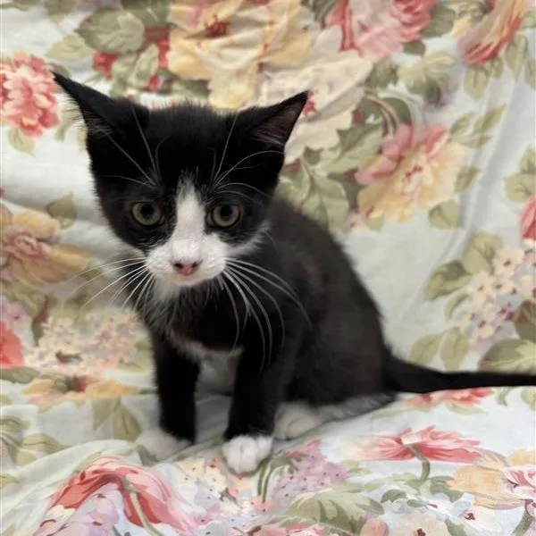 A baby small-sized female Black Domestic Short Hair cat named Seven for adoption in Hawthorne, CA