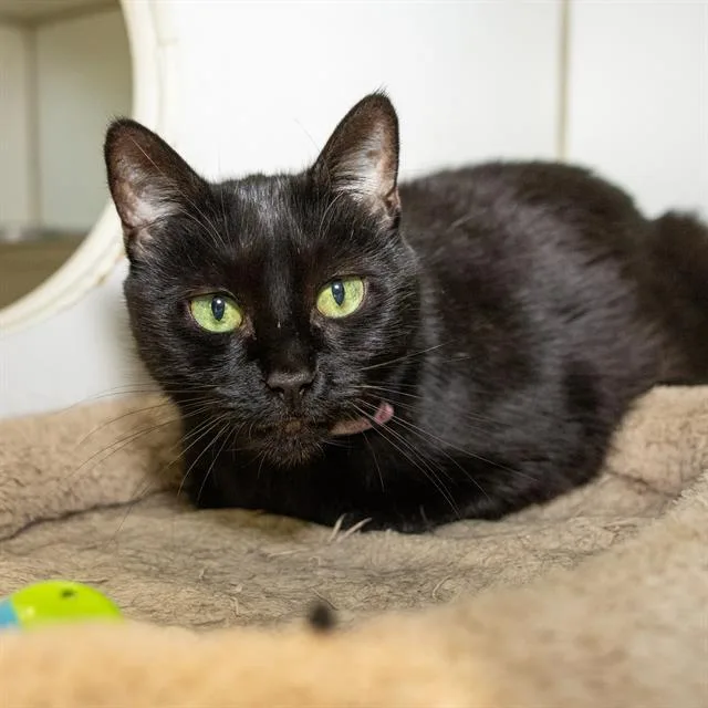 A senior medium-sized female Domestic Short Hair cat named Samantha for adoption in Methuen, MA