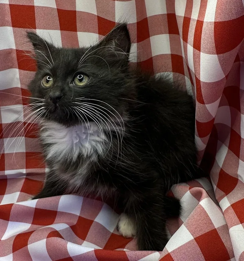 A baby small-sized female Black Domestic Long Hair cat named Fahfah for adoption in San Diego, CA