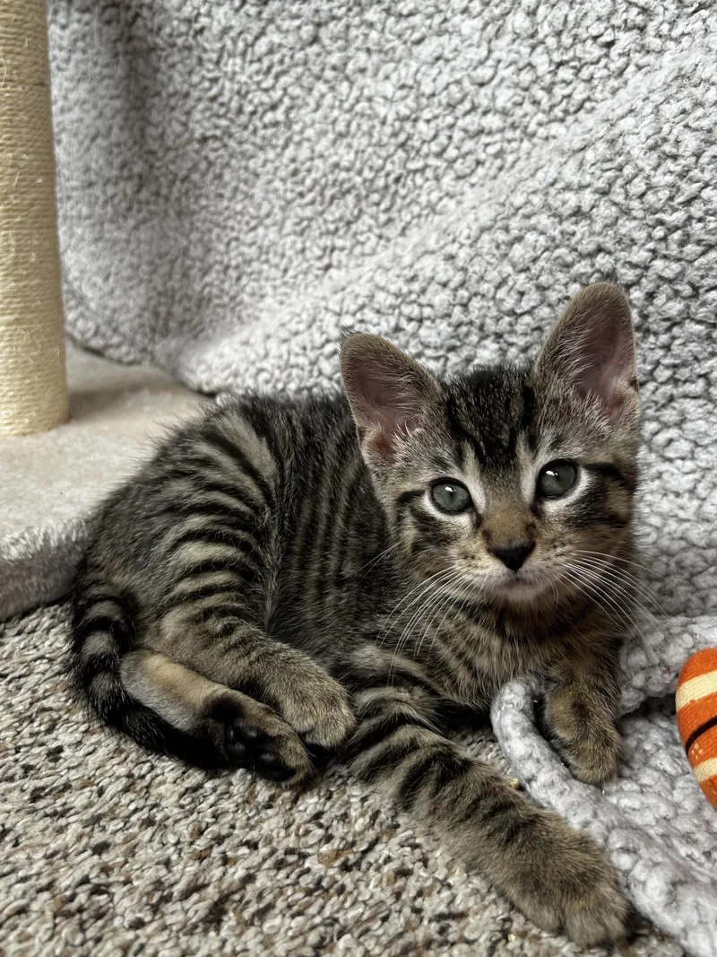 A young medium-sized male Tabby (Tiger Striped) Domestic Short Hair cat named Gryphon for adoption in Grayslake, IL