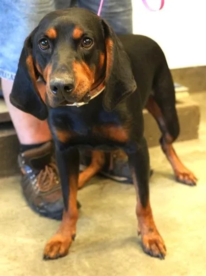 An adult medium-sized male Coonhound dog named Tiny for adoption in Bowling Green, KY