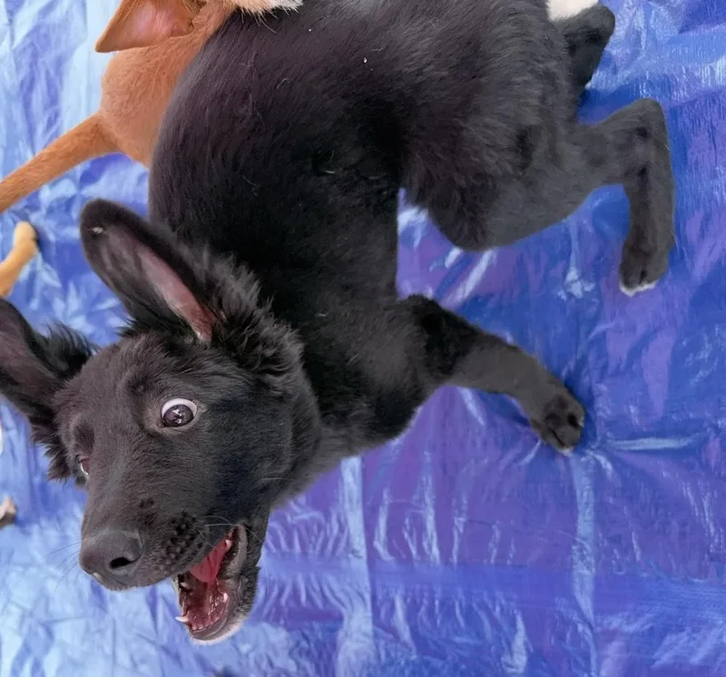 A baby medium-sized male Shepherd dog named Alvin for adoption in Cheektowaga, NY