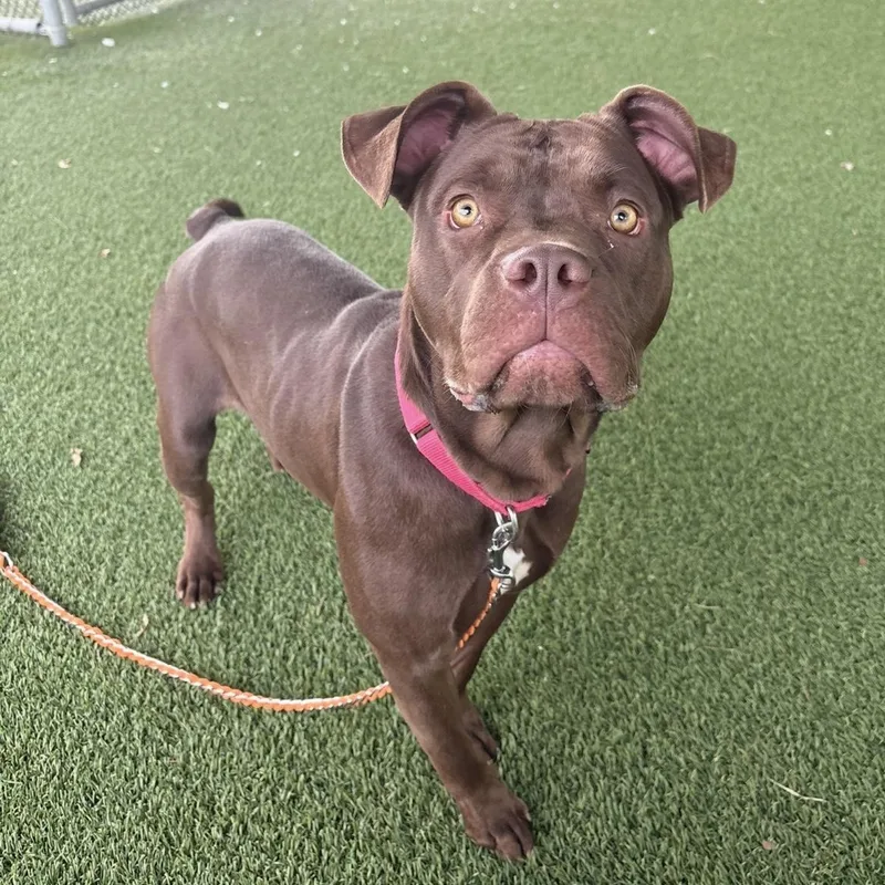 An adult medium-sized male Pit Bull Terrier dog named Rodeo for adoption in Eatontown, NJ