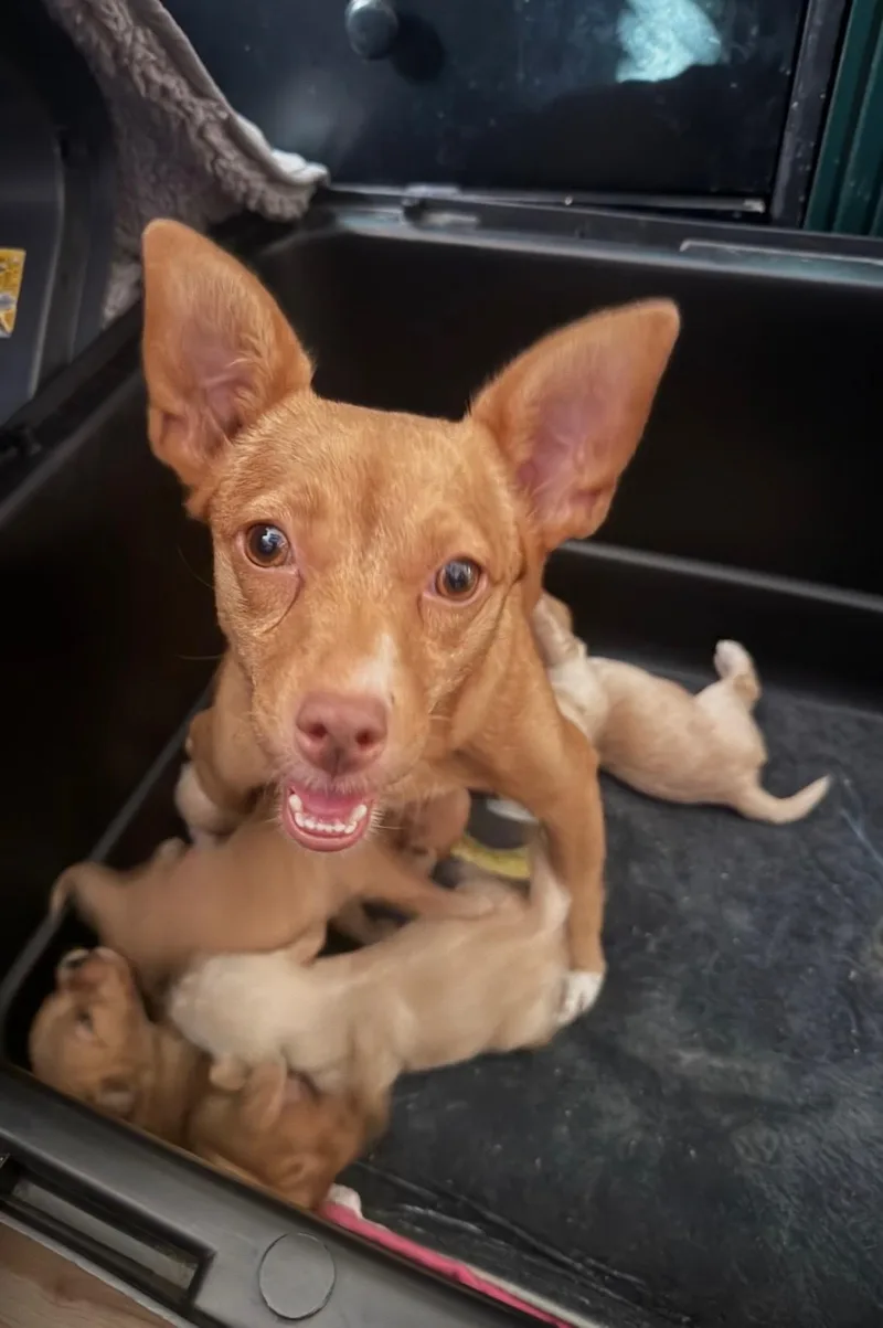 Lieutenant Dani thumbnail 2