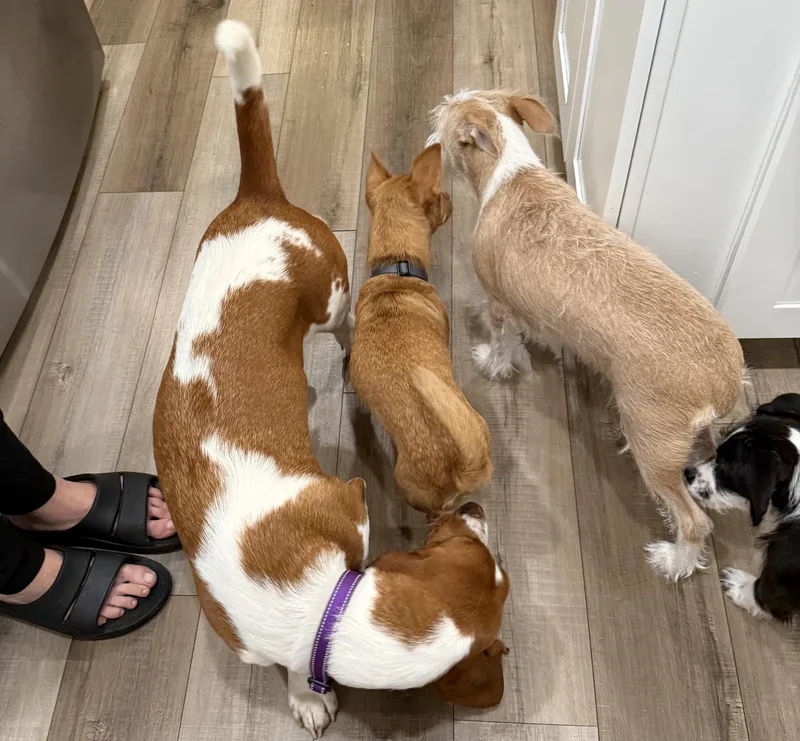 Lieutenant Dani thumbnail 4