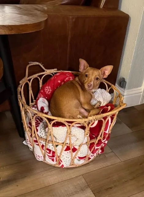 Lieutenant Dani thumbnail 6