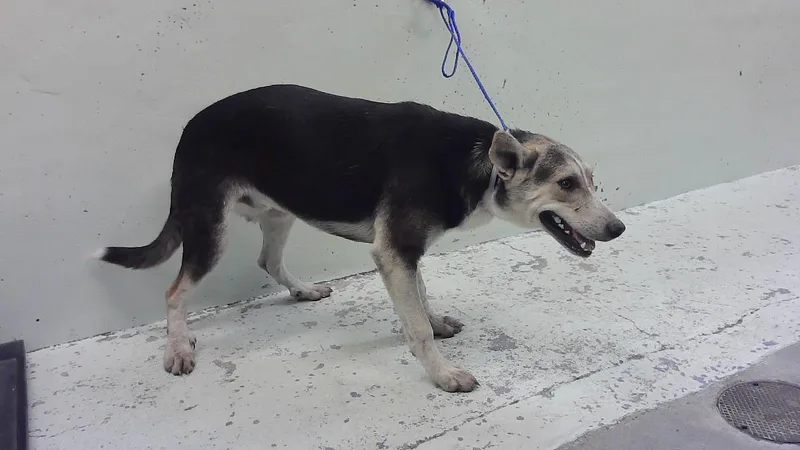 A young large-sized male German Shepherd Dog dog named A for adoption in Houston, TX