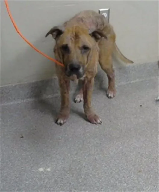 An adult medium-sized male Labrador Retriever dog named A for adoption in Pasadena, TX