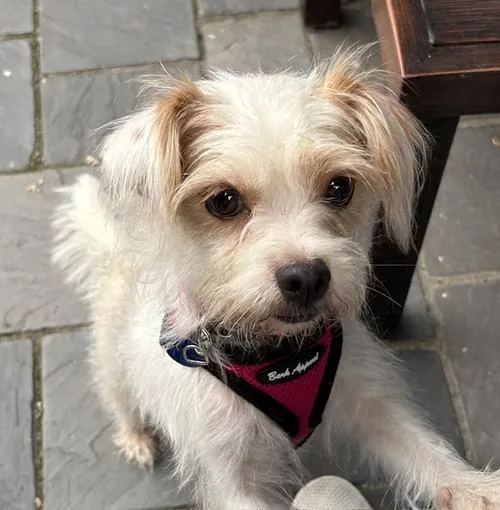 A young small-sized female Havanese dog named Sassy for adoption in North Prairie, WI