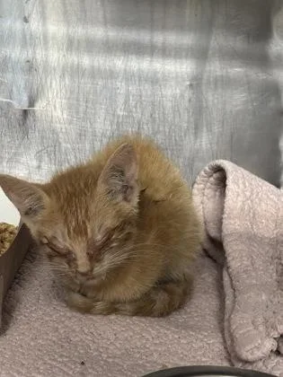 A baby small-sized female American Shorthair cat named 61772137 for adoption in El Paso, TX