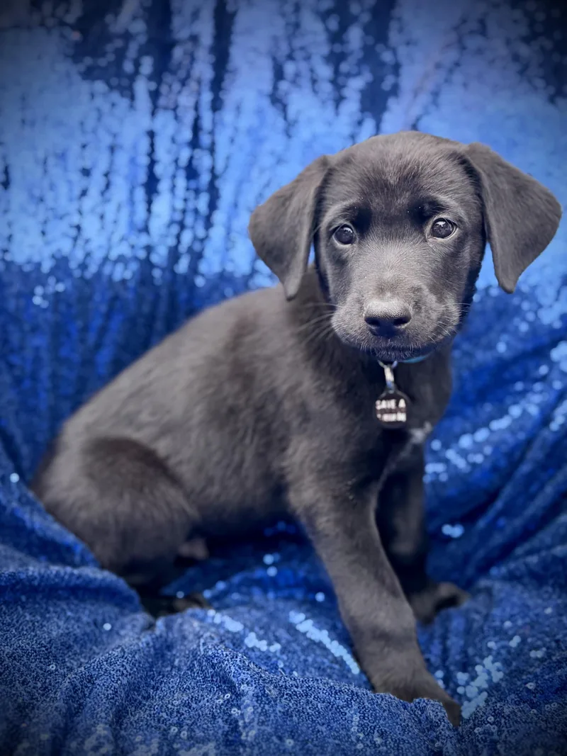 A baby large-sized male Black Labrador Retriever dog named FROGGY blue collar for adoption in la habra, CA