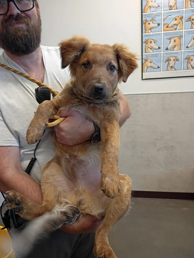 A baby medium-sized male Mixed Breed dog named Arthur for adoption in Clarksville, TN