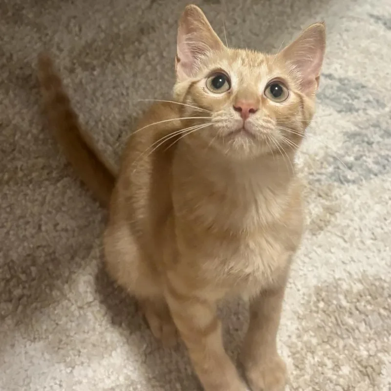 A baby small-sized male Orange / Red Domestic Short Hair cat named Bean for adoption in League City, TX