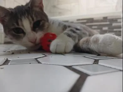 A baby medium-sized female Tabby (Gray / Blue / Silver) Domestic Short Hair cat named Tsuki for adoption in Liverpool, TX