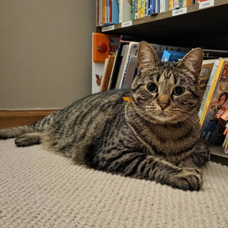 An adult small-sized female Brown / Chocolate Domestic Short Hair cat named Luna C for adoption in Princeton, MN