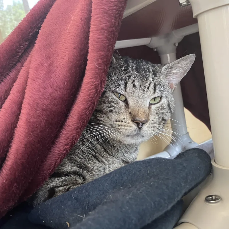 An adult large-sized male Tabby (Brown / Chocolate) Domestic Short Hair cat named Christopher Croissant for adoption in Eatontown, NJ