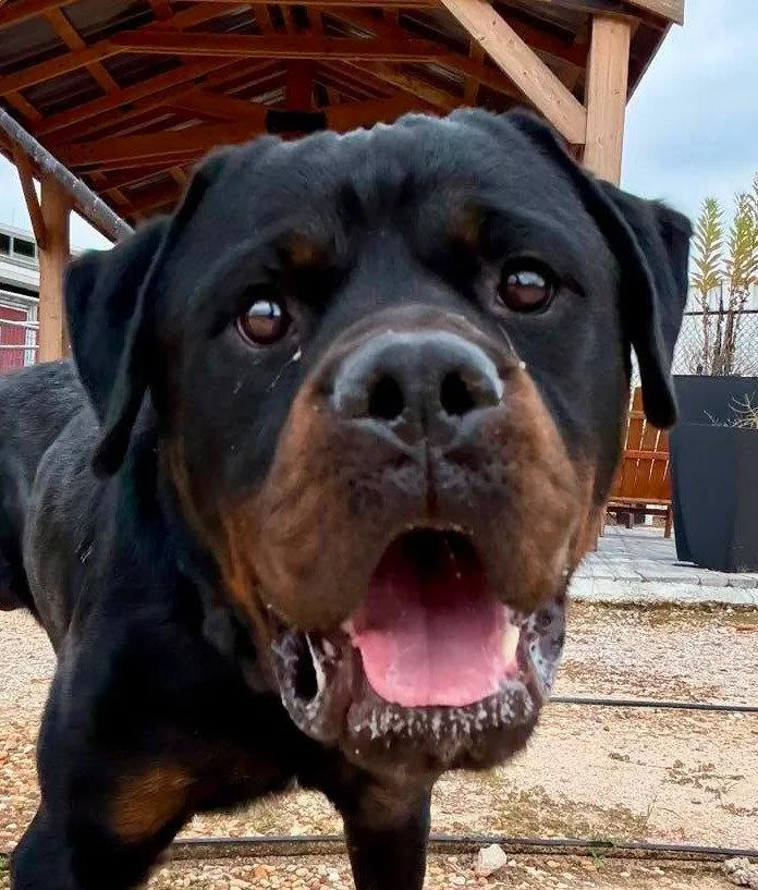 A young large-sized male Rottweiler dog named Jackson for adoption in Hillsboro, NH