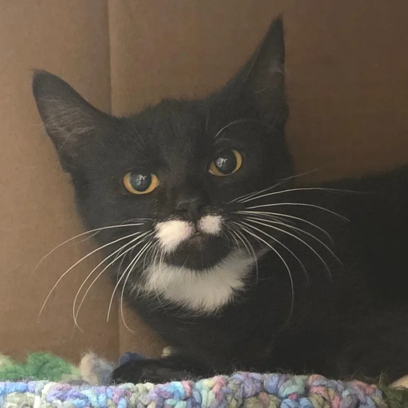 A baby small-sized female Black Domestic Short Hair cat named Panera for adoption in Ballston Spa, NY